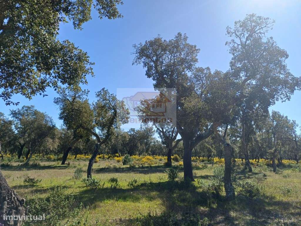 Herdade com ruínas e cortiça de excelência a 10 minutos das praias!-11