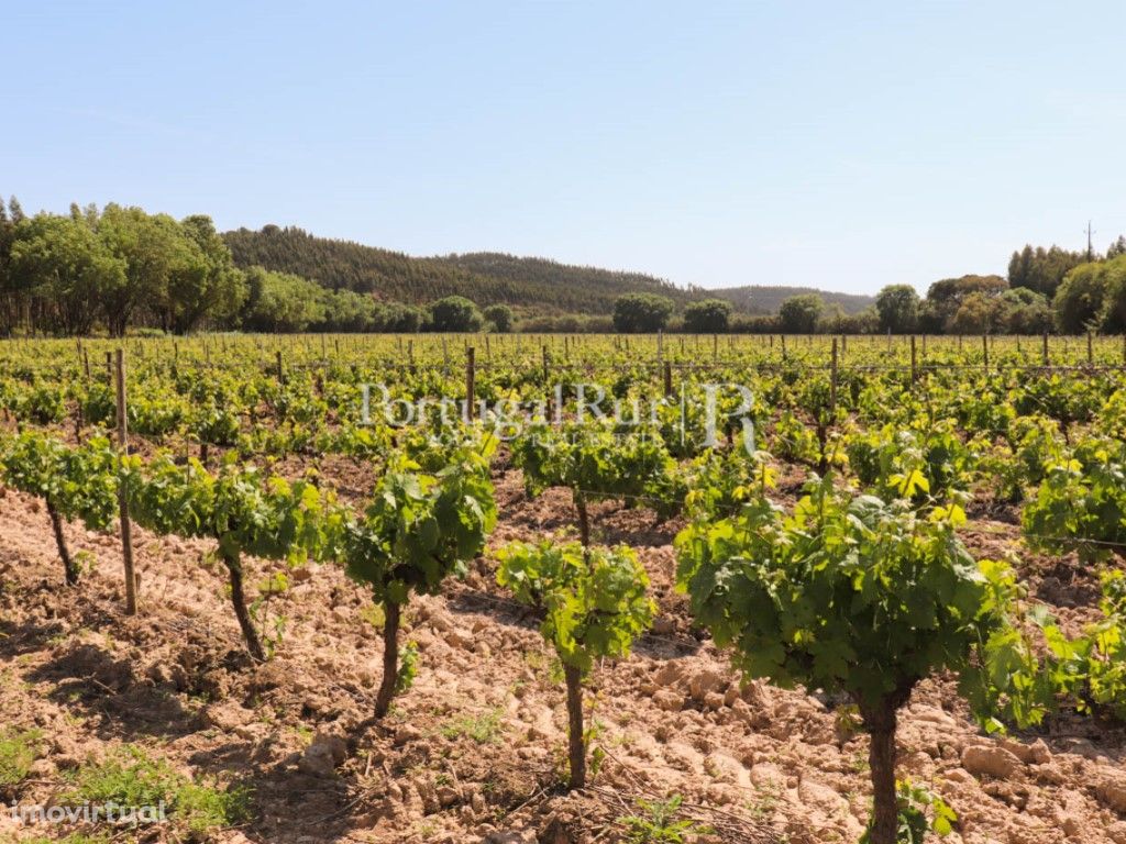 Quinta de 23ha com vinha e eucaliptos