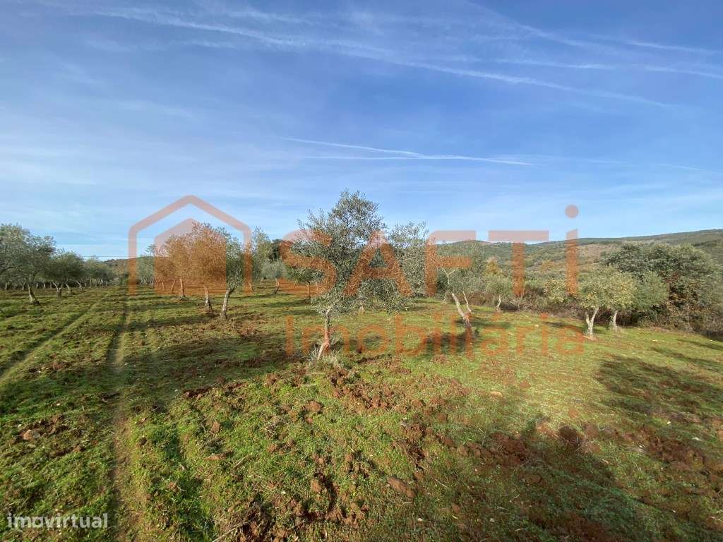 Olival de Excelência com 2,2 Hectares em Macedo de Cavaleiros - Pro...-23