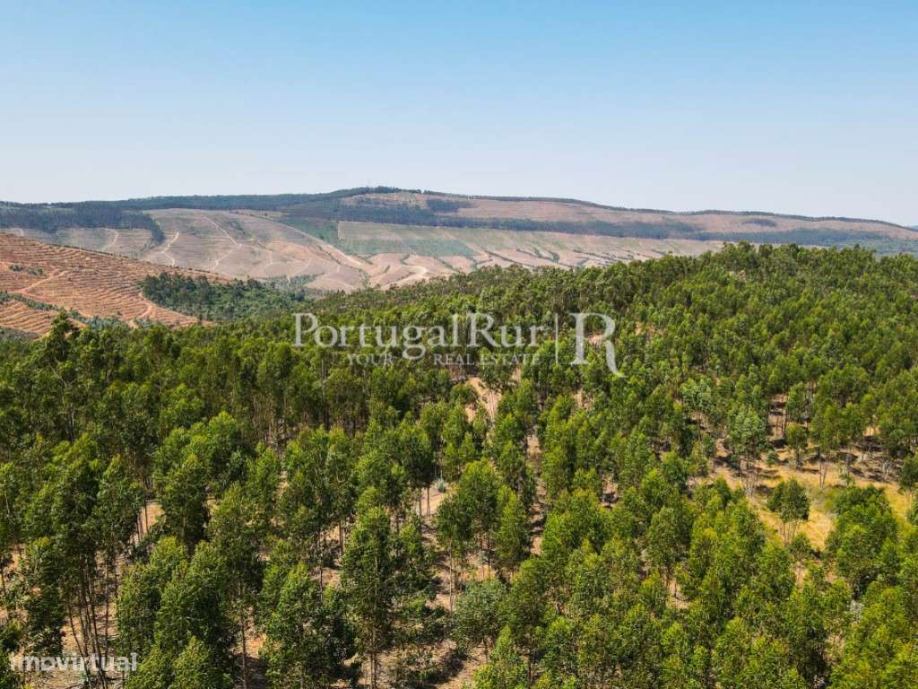 Herdade com eucaliptal em crescimento na zona de Estremoz - Grande imagem: 3/39