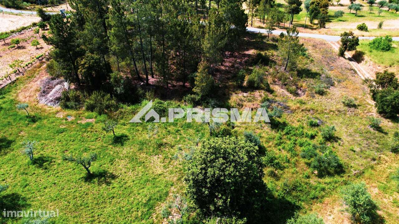 Terreno Rústico para Venda em Sarzedas - Grande imagem: 2/15