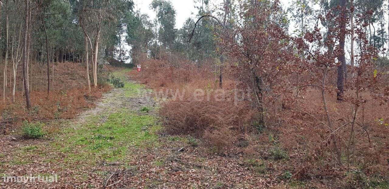 Terreno rústico com 4.504 m2 em Serafão - Grande imagem: 4/20