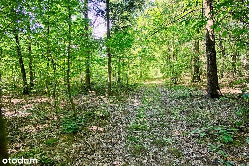 ***Leśniczówka Na Końcu Świata***Las*Podlasie - Pełny obrazek: 4/20