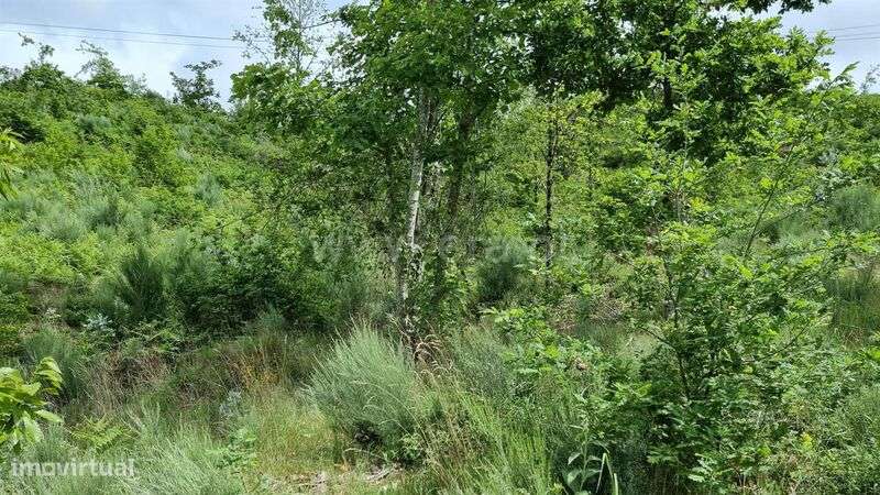 Terreno / Seia, Valezim - Grande imagem: 2/8