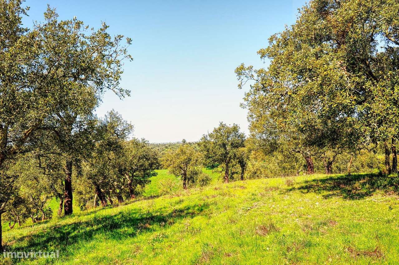 TERRENO EM S.BARTOLOMEU DA SERRA-30