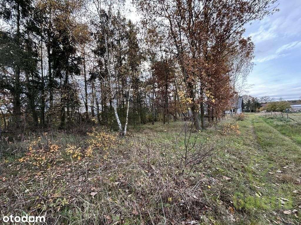 Zalesiona działka w Niedźwiedziu-3