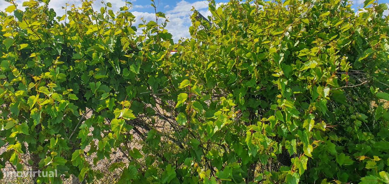 Quinta  5000m2 Viver no Campo Com a Cidade Por Perto Passil Alcochete-12