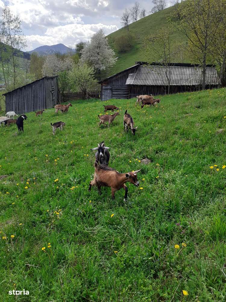 Vând casă - Bucovina - Imagine principală: 4/10