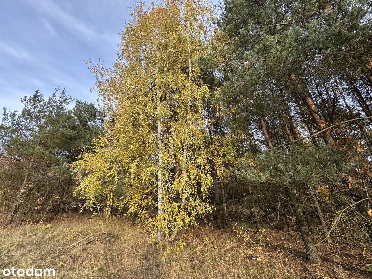 Działka w okazyjnej cenie. Bieniewiec Żabia Wola-0