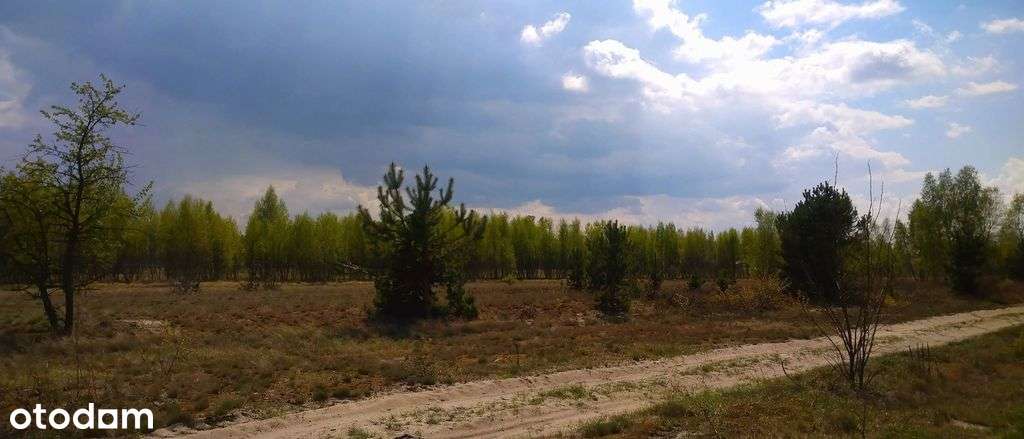 Działka budowlana 3000 m2 | Ostybór k/ Wilgi. - Pełny obrazek: 4/5