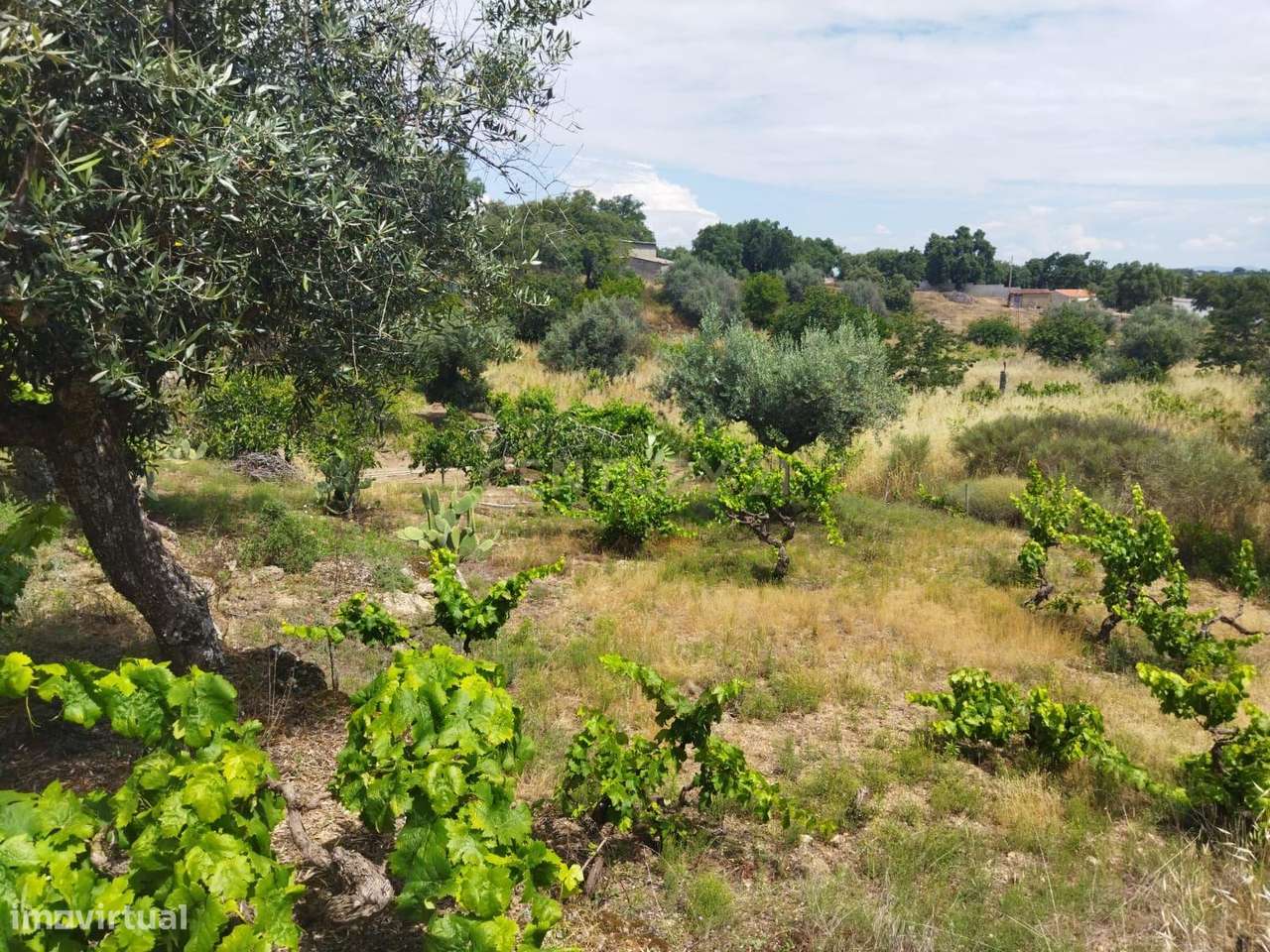 Terreno rústico | Lousa CTB, Castelo Branco-11