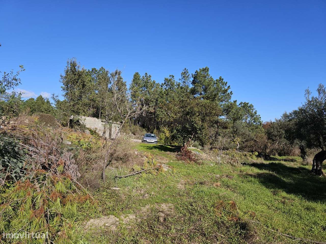 Quinta com olival e arrecadação - Grande imagem: 3/20