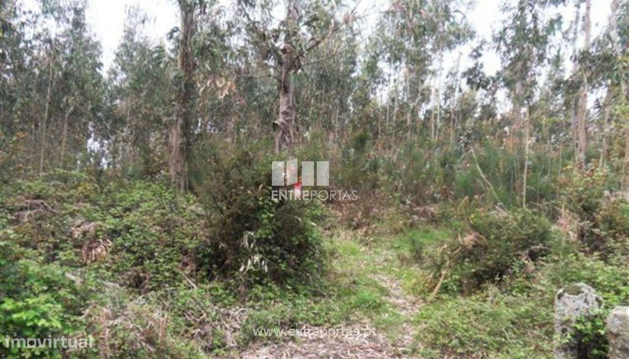 Venda de Terreno florestal com 3000 m2, Estela, Póvoa de Varzim - Grande imagem: 3/4