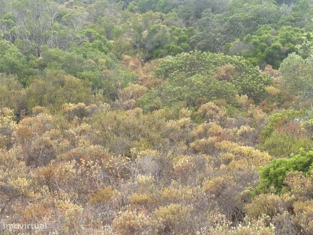 Terreno Agrícola de 10.900 m² entre Salir e Tôr, Algarve - Grande imagem: 4/16