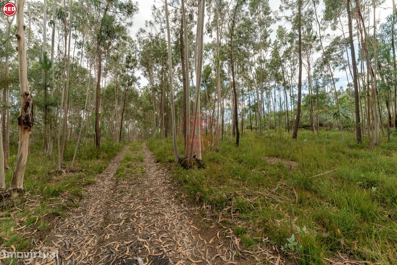 Terreno rústico com 8.000m2 em Lever - Grande imagem: 4/20