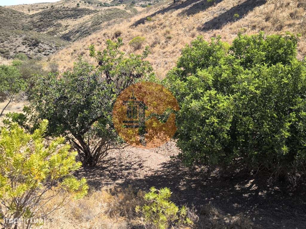 TERRENO COM 99.080 m2 - COM APOIO AGRICOLA EM RUINAS - POSSIBILIDAD... - Grande imagem: 5/31