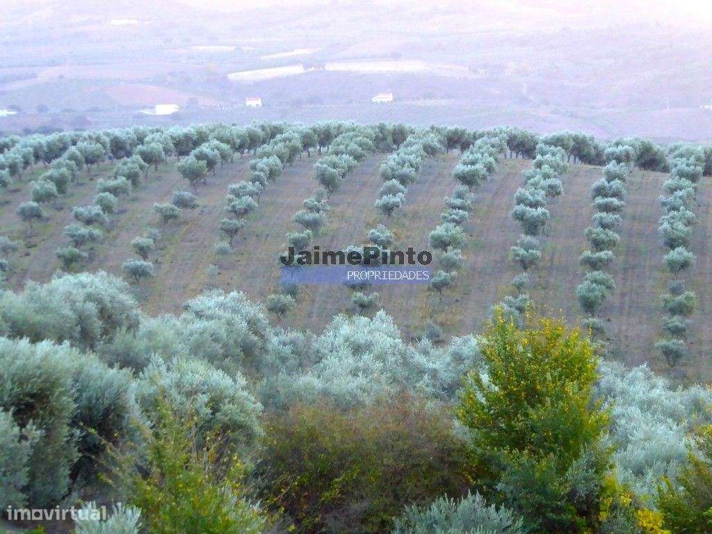 2 100 000 m² OLIVAL. Portugal, Norte, Vila Real. - Grande imagem: 5/6