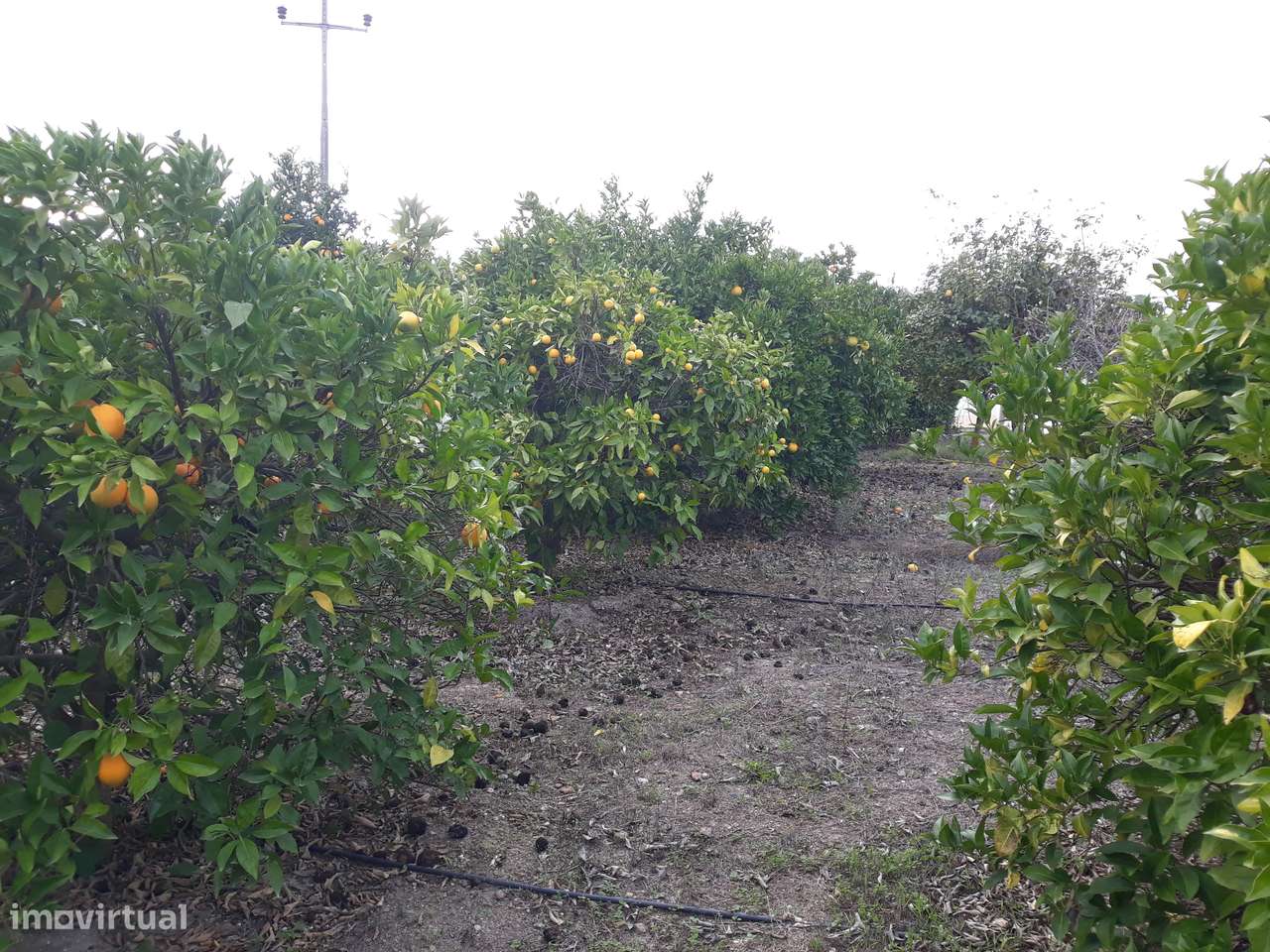 Quinta  em Beringel-42