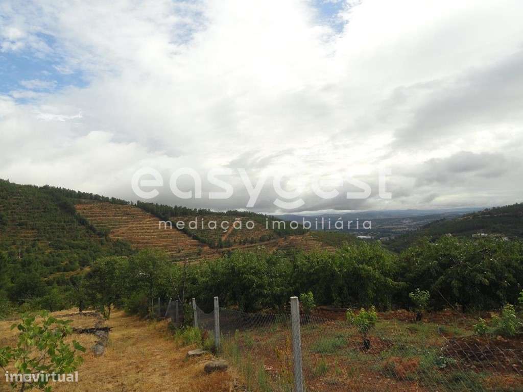 Terreno Rústico com cerca de 60 cerejeiras em Alcongosta - Grande imagem: 1/10