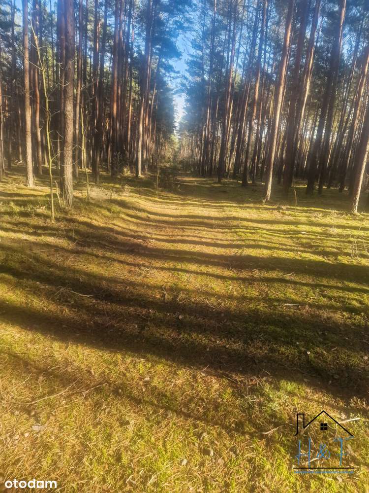 Ostatnia działka w środku lasu - Pełny obrazek: 5/9