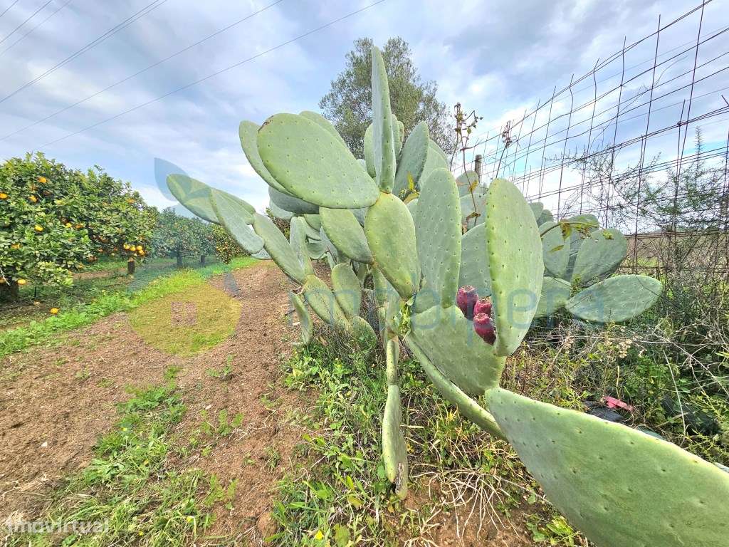 Terreno com pomar e alfaias!
Grande oportunidade de adquirir esta ... - Grande imagem: 3/17