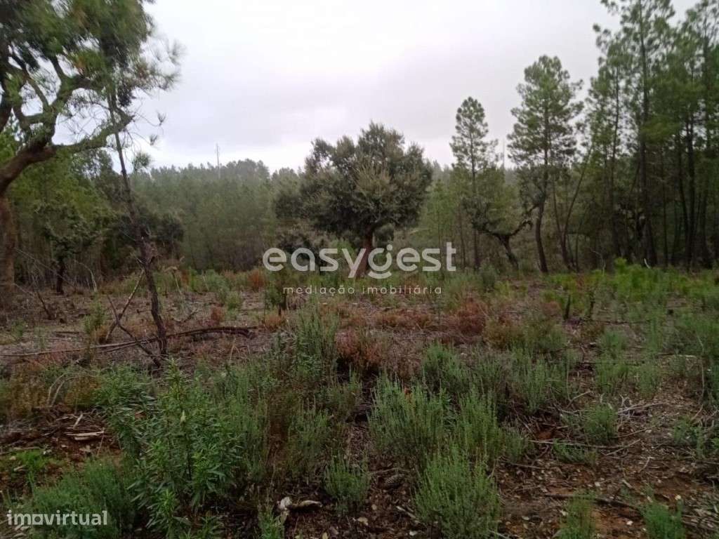 Terreno Rústico em Benquerenças junto a percurso de Trail - Grande imagem: 4/14