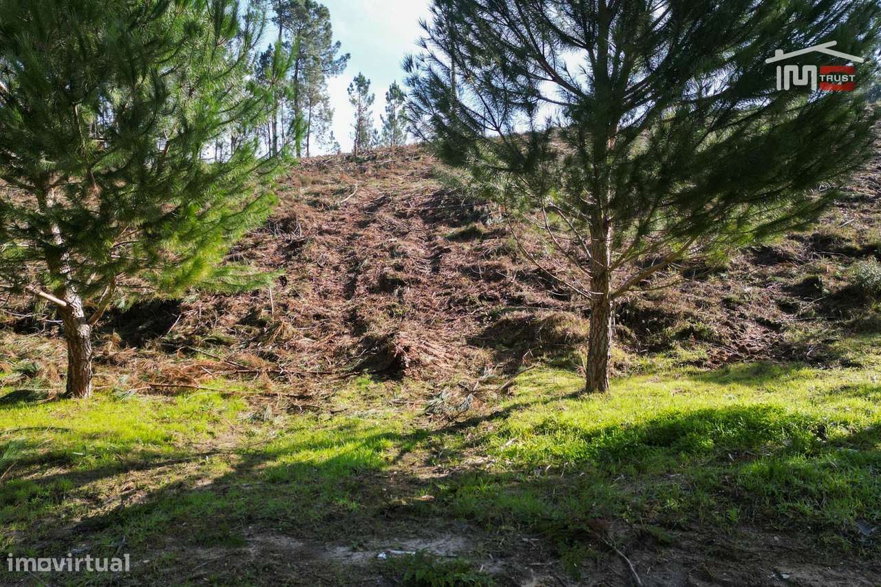 Terreno com pinhal com área 7.700 m2 com possível viabilidade de co... - Grande imagem: 4/19