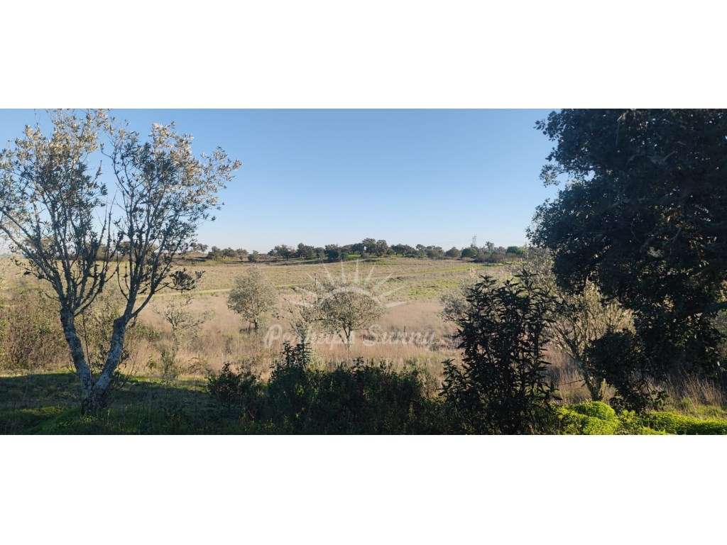 TERRENO RÚSTICO PARA VENDA - UMA OPORTUNIDADE NA SERRA DE GRÂNDOLA-13