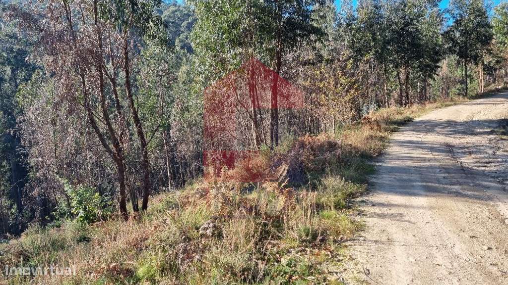 Terreno em floresta de produção, Gondiães - Grande imagem: 5/12
