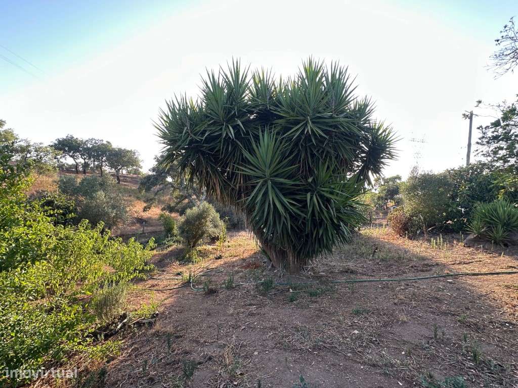 Monte Alentejano com 3,4 ha de natureza e potencial turístico-31