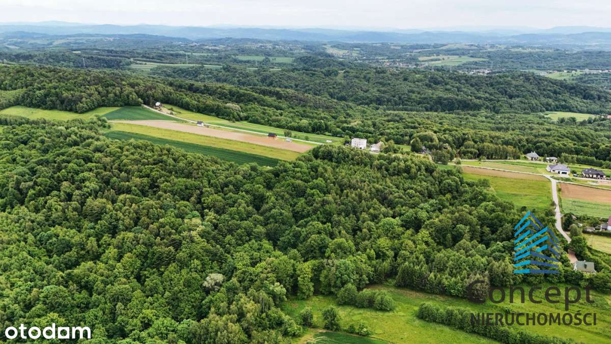 Las NA Sprzedaż – Porąbka Uszewska, 62 ary - Pełny obrazek: 4/6