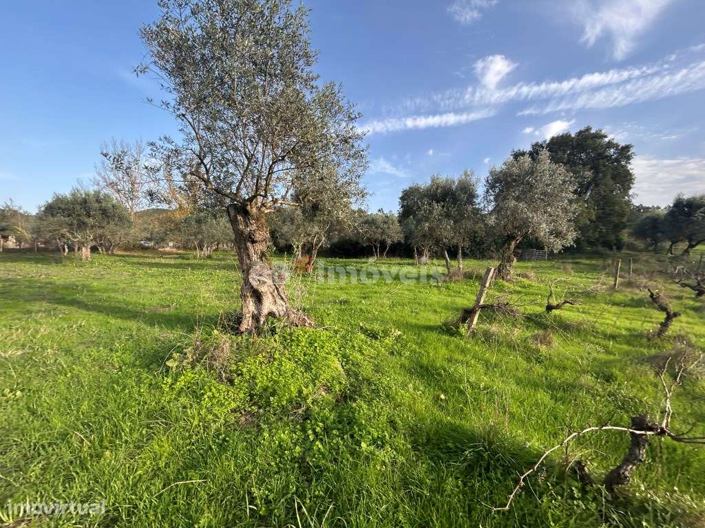 Terreno rústico 3 poços - Cardelas, Tomar - Grande imagem: 5/33