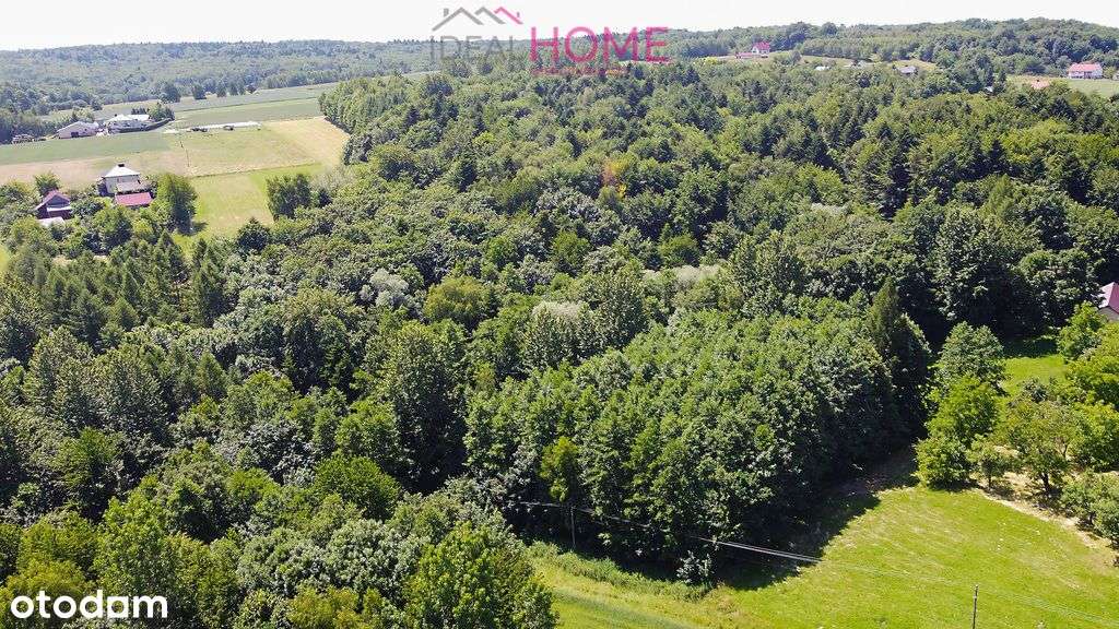 Działka Zalesiona- 56,46A - Pełny obrazek: 4/5