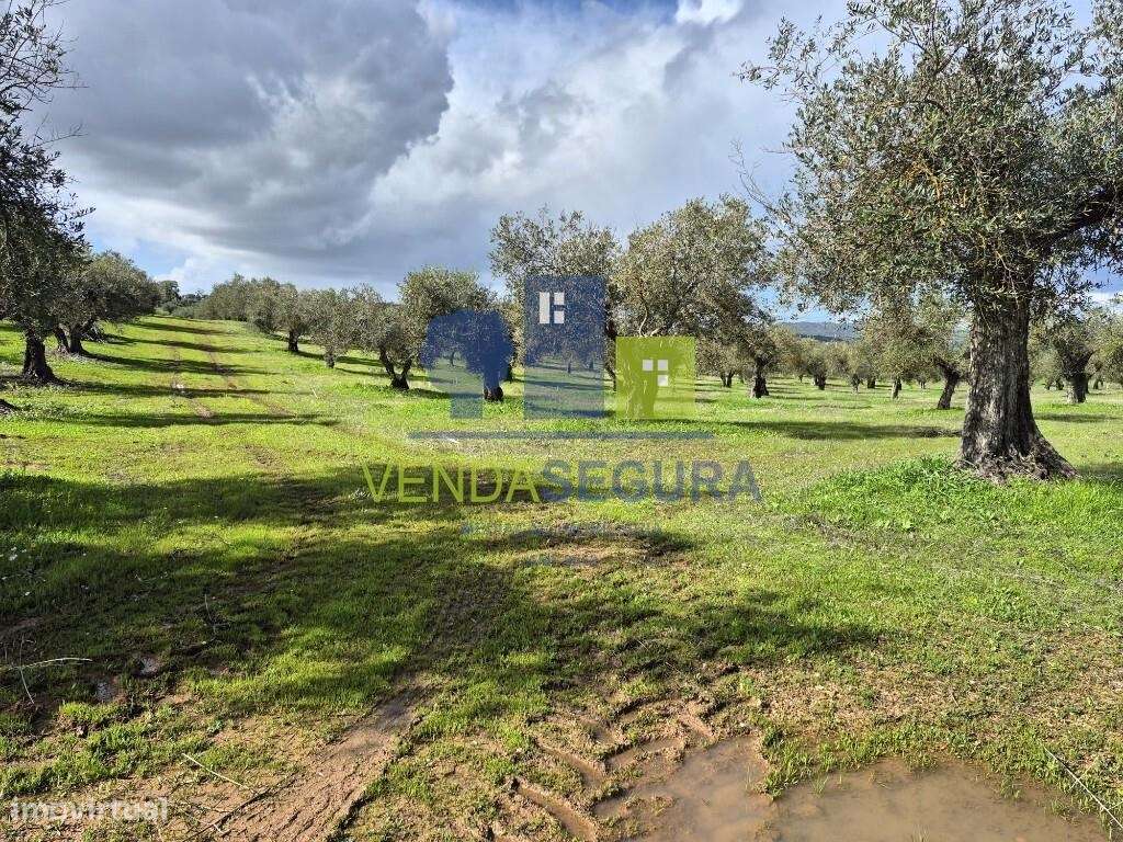 Terreno Rústico com Olival | 3,975 Ha| Moura - Grande imagem: 2/5
