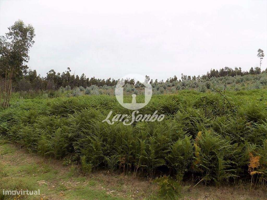 Terreno florestal Eucaliptal com 19200m2 Fradelos - Grande imagem: 4/5
