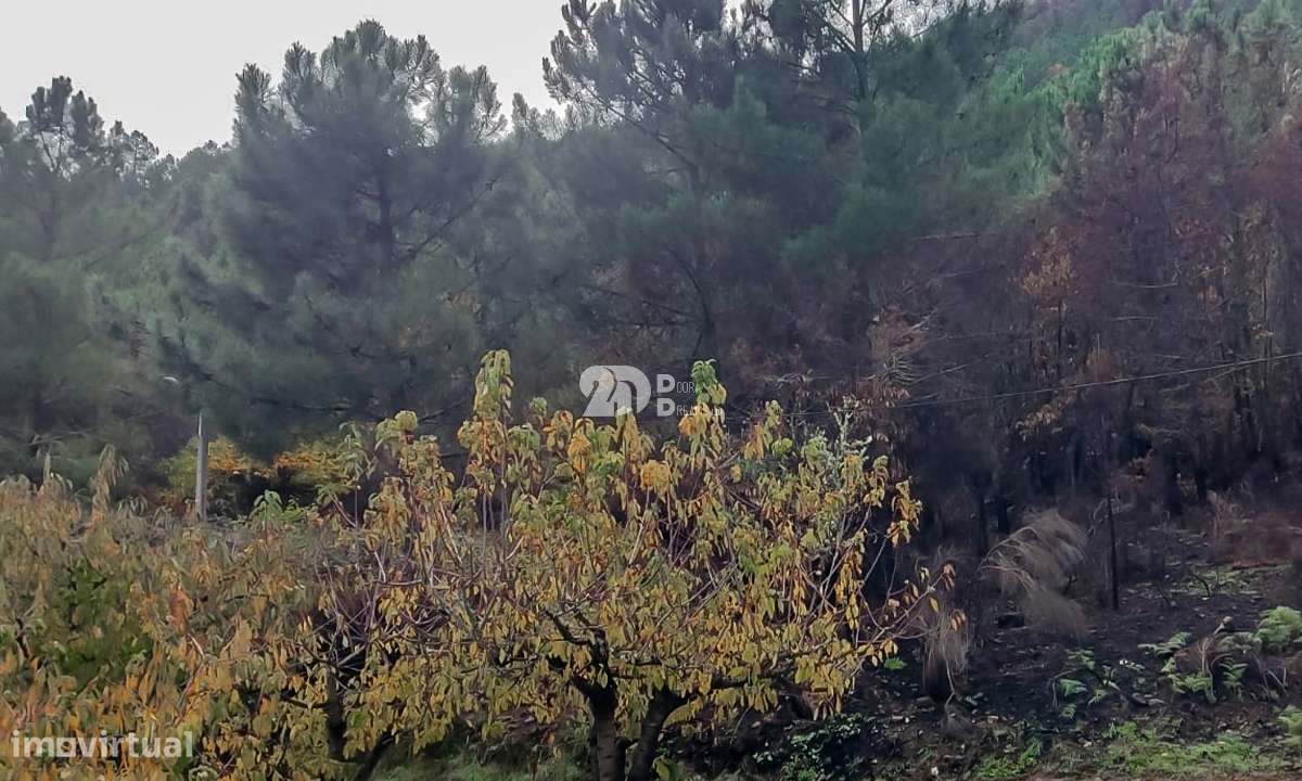 Terreno 8835m² - Távora-10