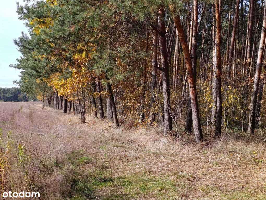 Działka budowlana w Dąbrówce Wyłazy, przy lesie-5
