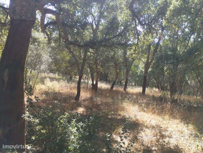 Terreno rústico e com Sobreiros - Grande imagem: 4/12