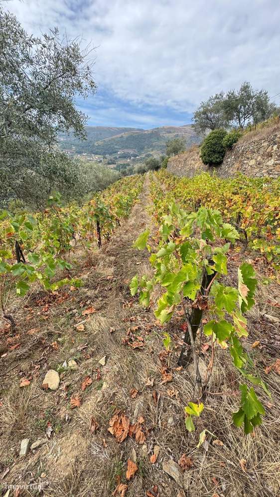 Quinta do Prado em Moura Morta, Régua-30