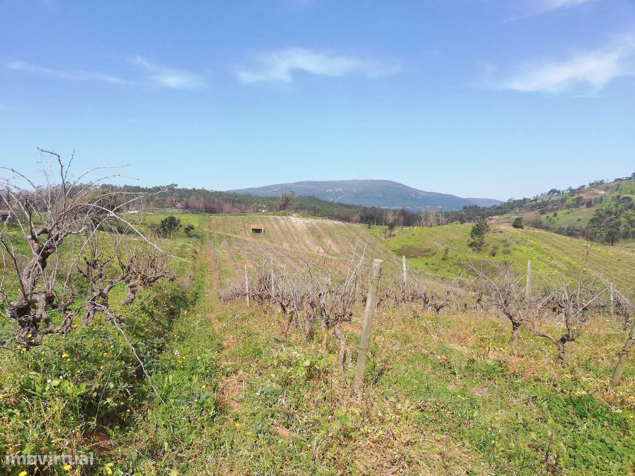 Terreno Rústico Meca - Alenquer - Grande imagem: 5/13