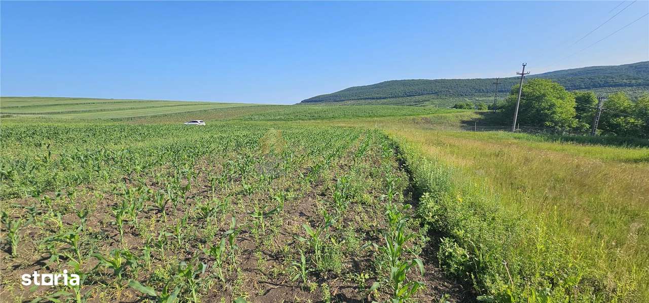 TEREN INTRAVILAN 5800 MP SUCEAGU - Imagine principală: 4/4