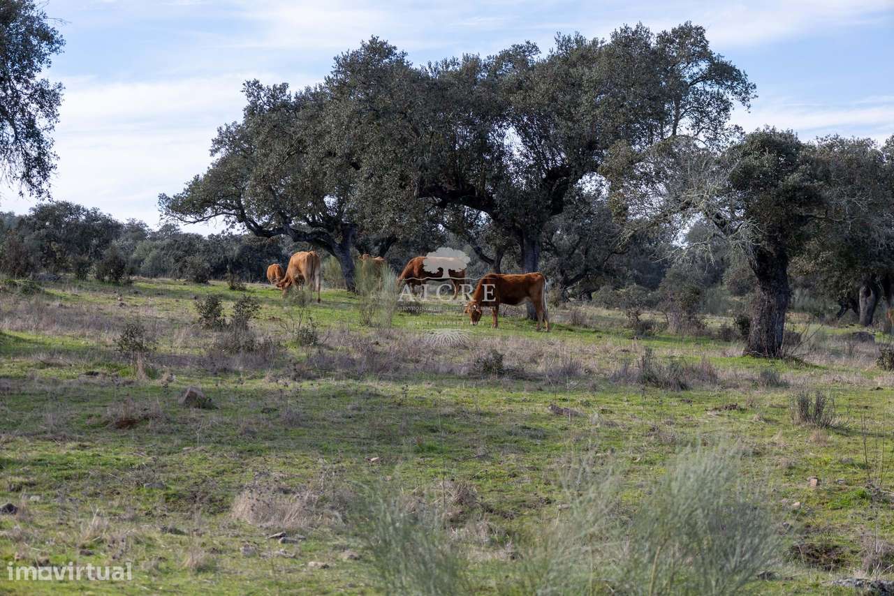 Herdade Alentejo-29