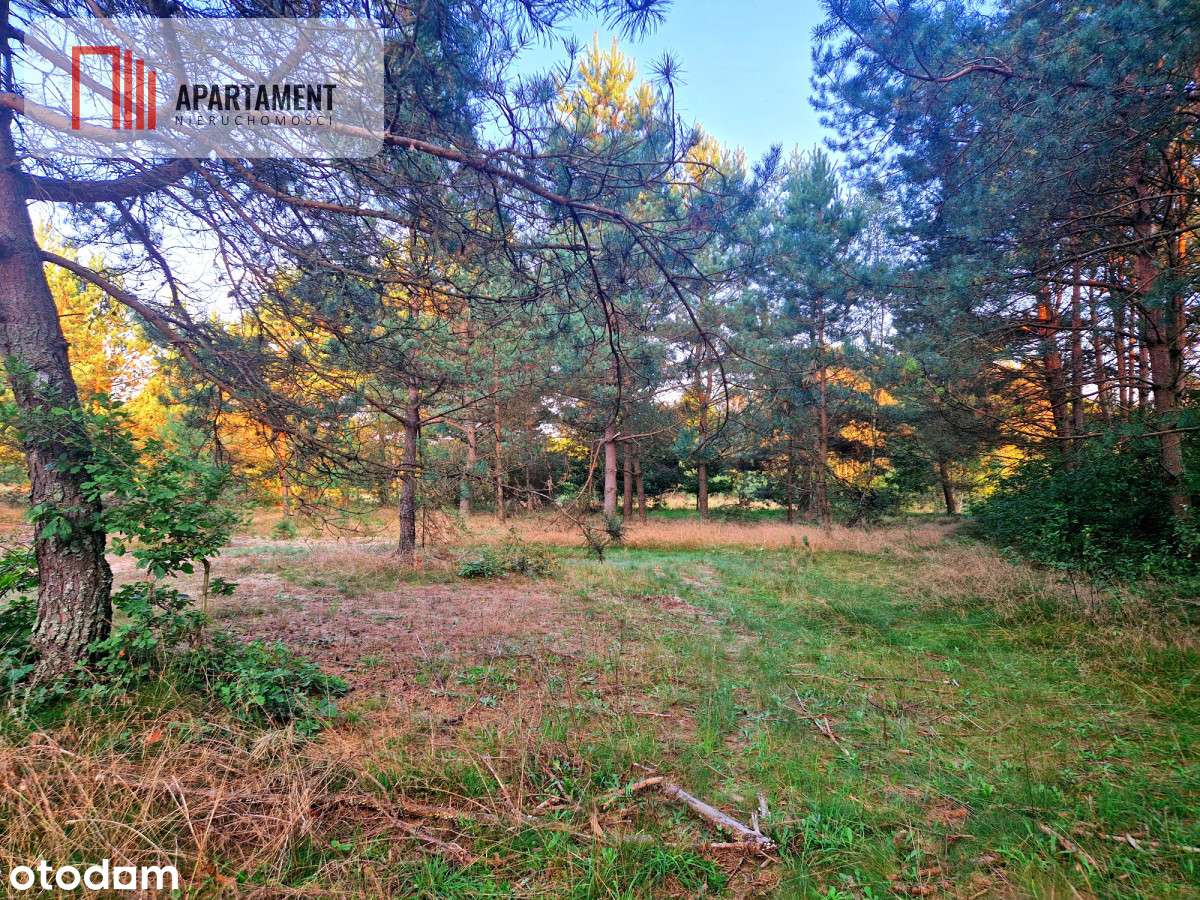 Tylko u nas! Działka rolna z pięknym zadrzewieniem - Pełny obrazek: 4/14