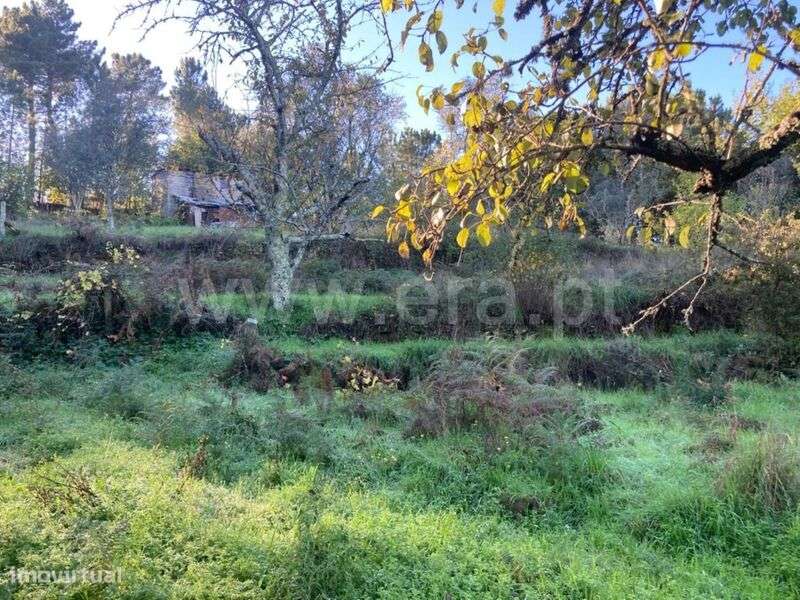 Terreno Rústico / Seia, Seia, São Romão e Lapa dos Dinheiros - Grande imagem: 5/12