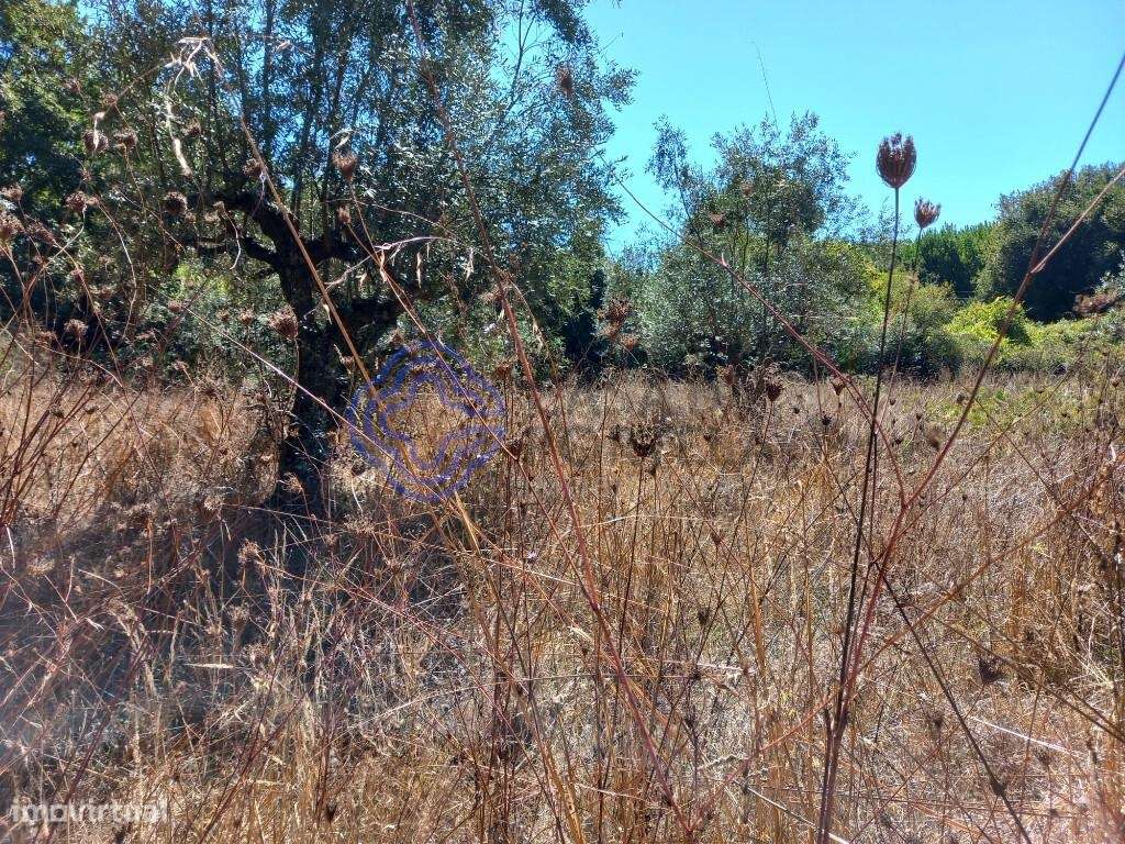 Terreno agrícola com uma ribeira a 10 minutos de Dornes-5