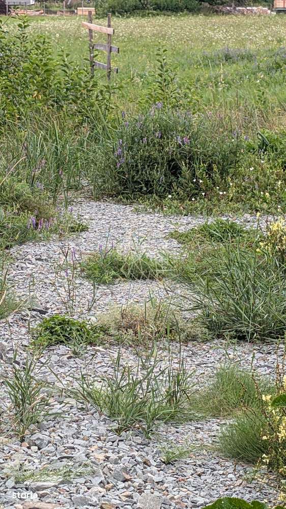 Teren intravilan 500 mp cu utilitati-ideal casa-Bistrita Bargaului - Imagine principală: 3/3