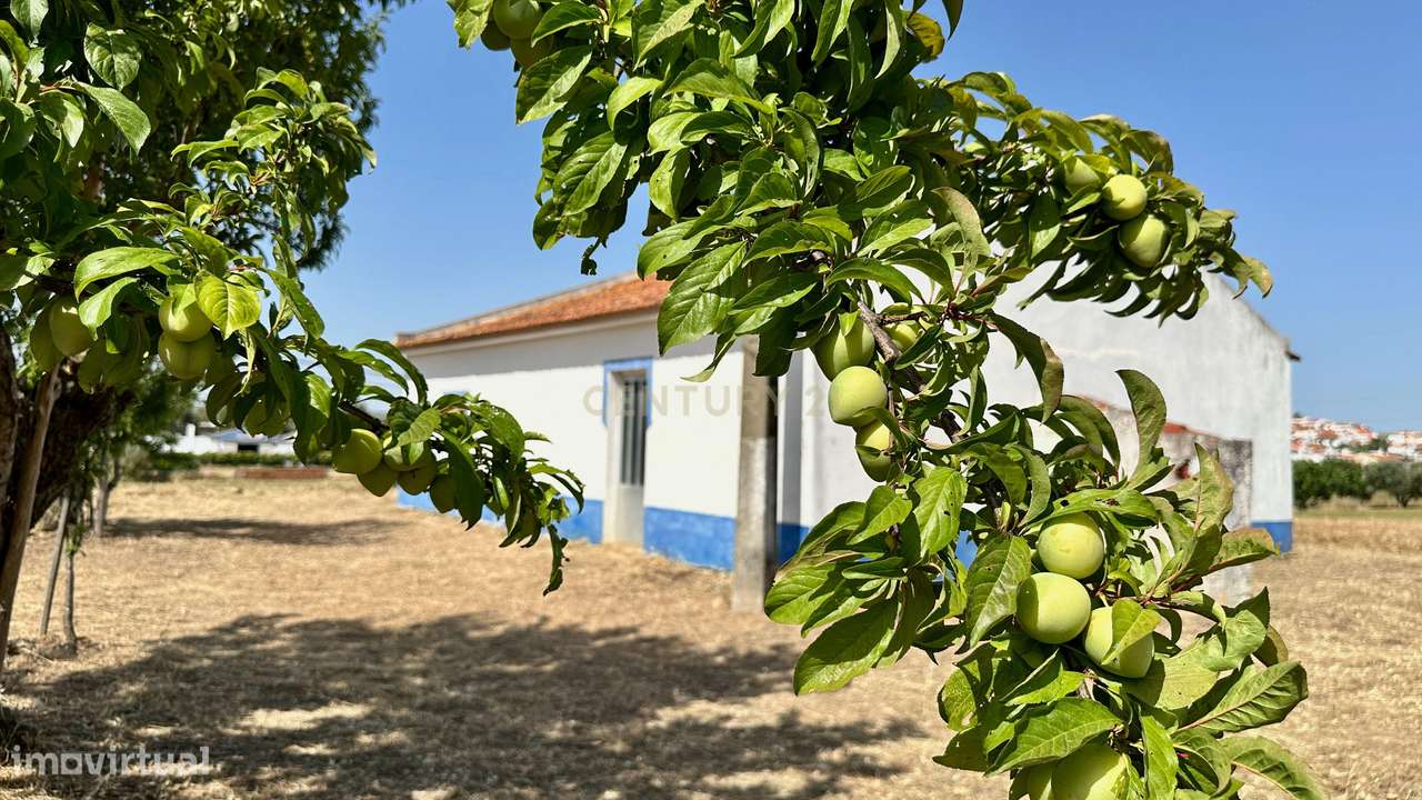 Alentejo-BEJA- Nossa Senhora das Neves, Excelente Quinta, com MORADIA-30