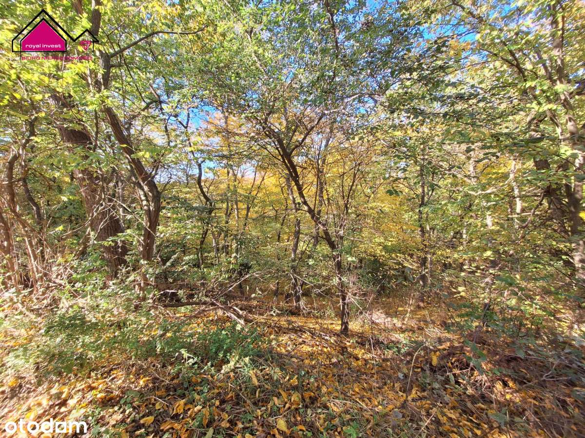 Unikatowa działka dla konesera ciszy i przestrzeni-9