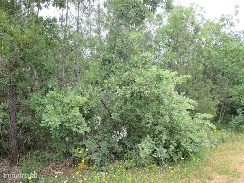 Terreno / Fundão, Enxames - Grande imagem: 3/6