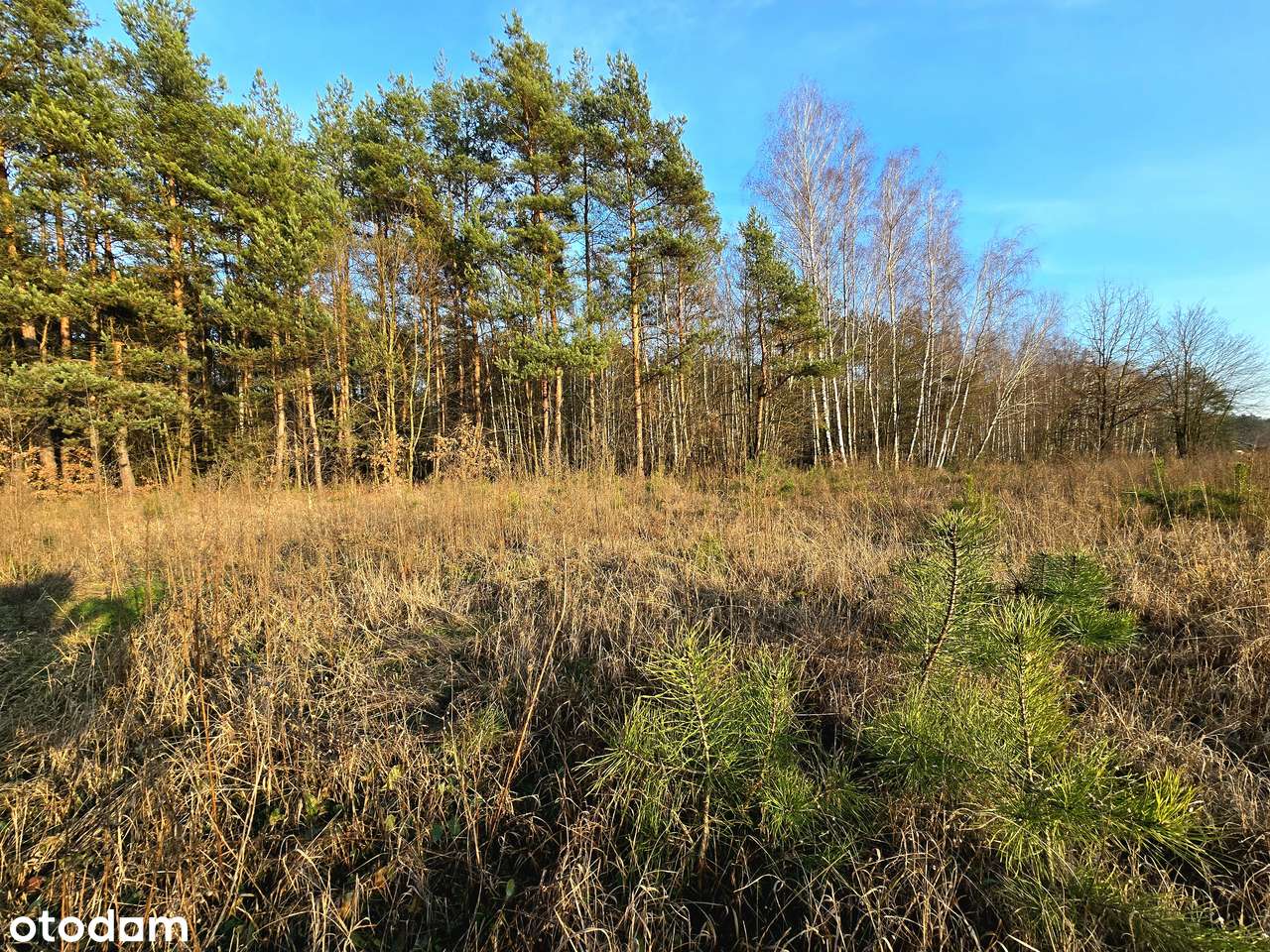 Działki budowlane przy lesie 1343 m2 | media | przy drodze asfaltowej-12